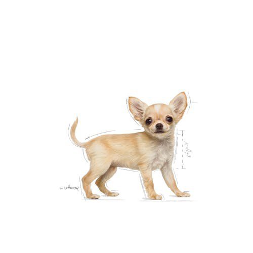 Royal Chihuahua Puppy 1,5kg