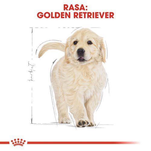 Royal Golden Retriever Puppy 3kg