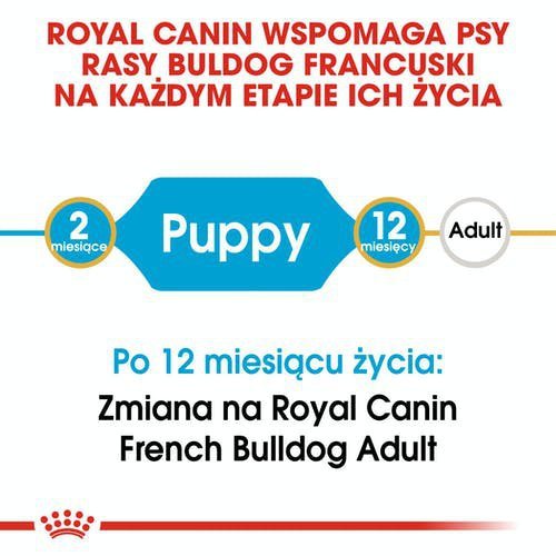 Royal French Bulldog Puppy 1kg