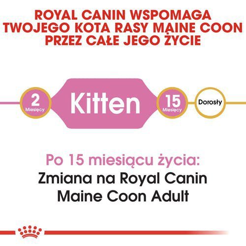 Royal Maine Coon Kitten 2kg