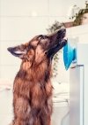 Mata LickiMat® Splash™ turkusowa
