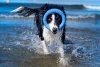 Kiwi Walker Let's Play! RING Maxi niebieski