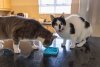 Mata LickiMat® Classic Kitty™ turkusowa