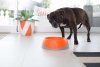 OH Bowl® Miska dbająca o higienę jamy ustnej psa Zielona rozmiar M