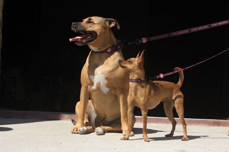 Kiwi Walker SMYCZ rozmiar S niebieska