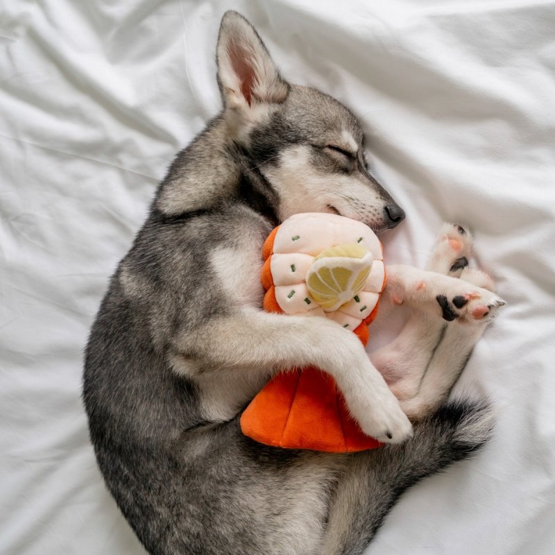 Pups &amp; Bubs GRILLED LOBSTER Grillowany Homar zabawka węchowa 