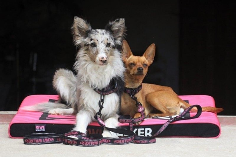 Kiwi Walker OBROŻA rozmiar S zielona