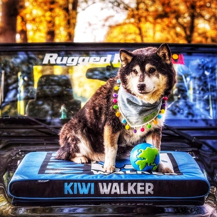 Kiwi Walker MATERAC ORTOPEDYCZNY pomarańczowo-czarny rozmiar L