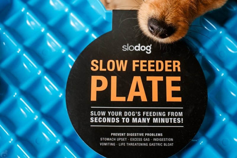 Miska spowalniająca jedzenie SLODOG® turkusowa