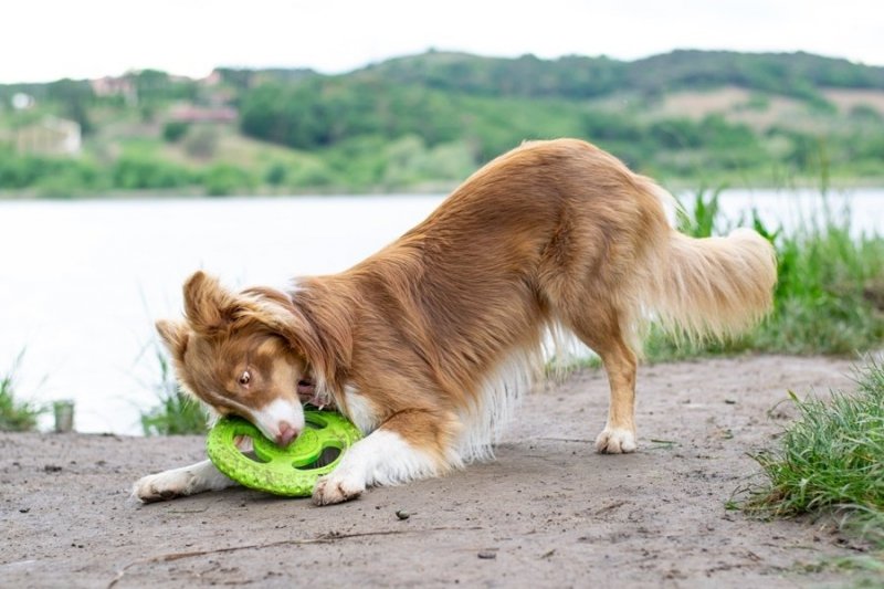 Kiwi Walker Let's Play! FRISBEE Maxi niebieskie