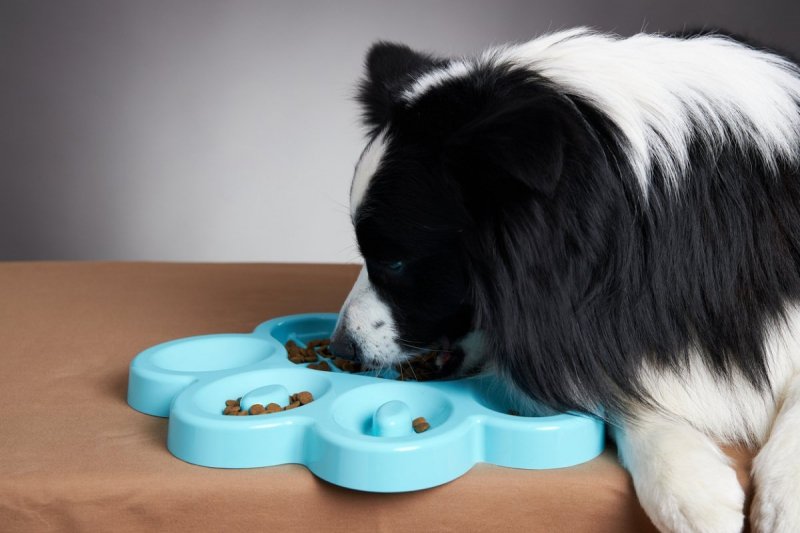 Pet Dream House PAW SLOW FEEDER kolor niebieski