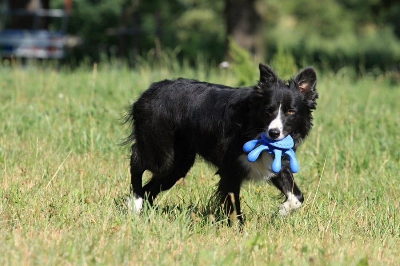 Kiwi Walker Let's Play! OCTOPUS Mini ośmiornica niebieska