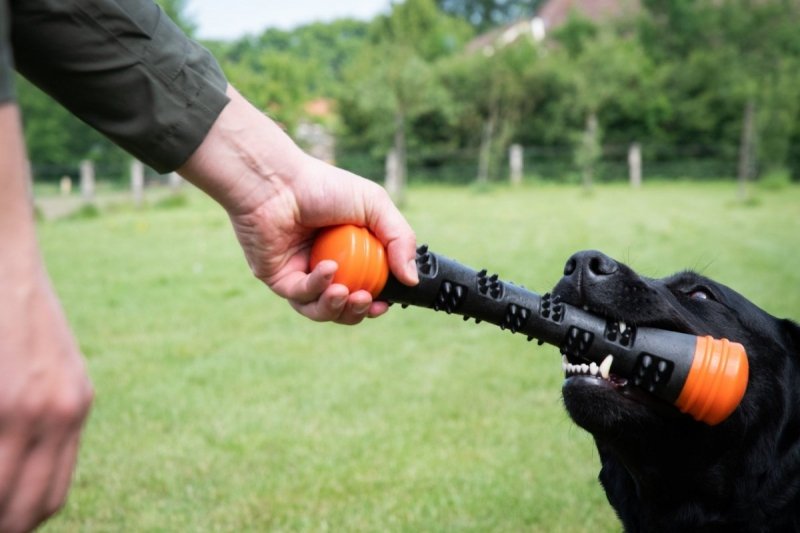 DOG COMETS METEOR patyk do zabawy rozmiar S zielony
