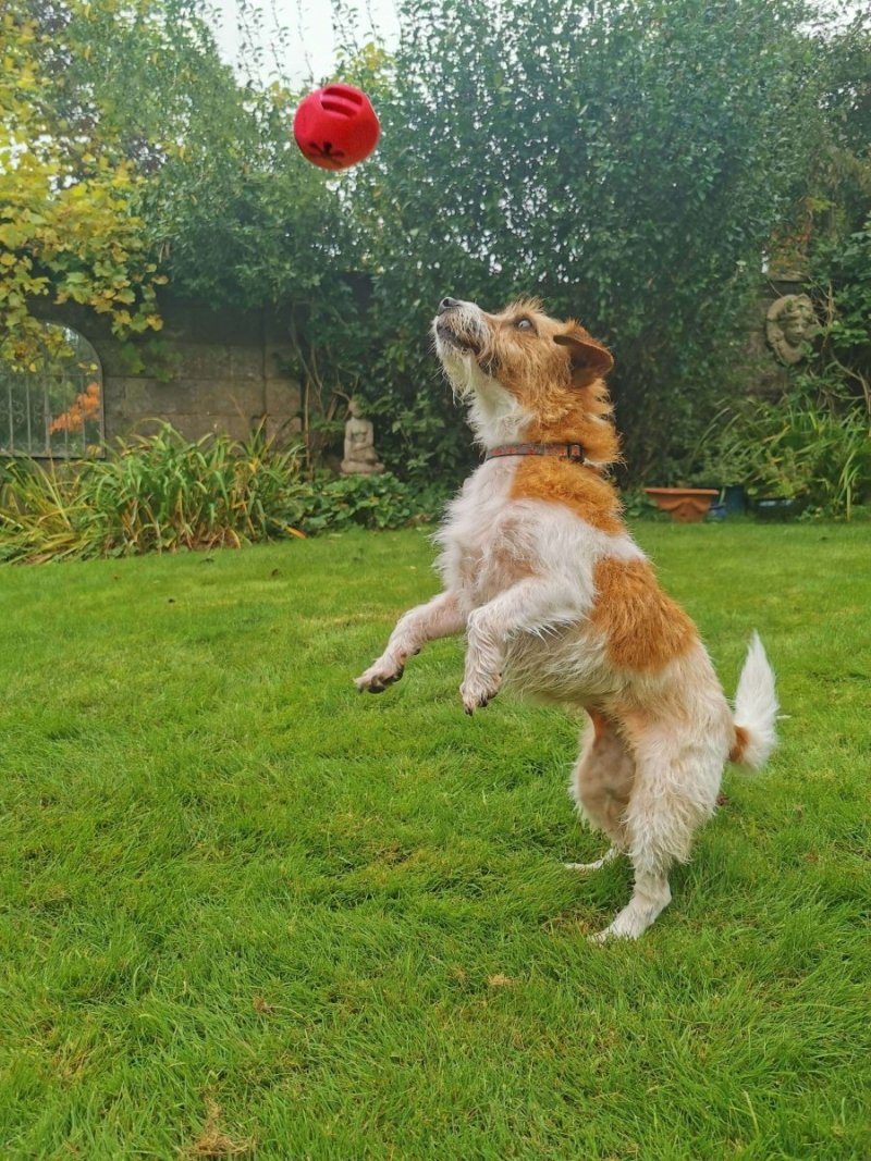 Frogg TUG OF PAW do aktywnej zabawy z psem