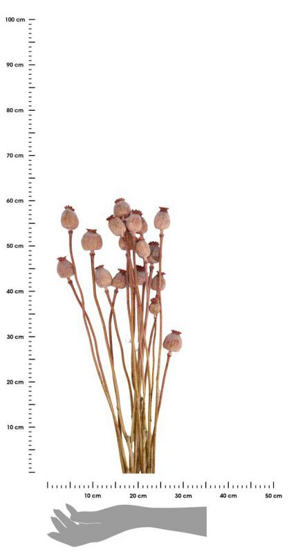 Suszone kwiaty Makówki różowe 60 cm
