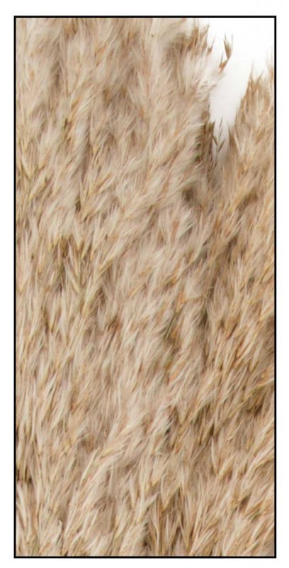 Ozdobna trawa trzcinowa naturalna 75 cm