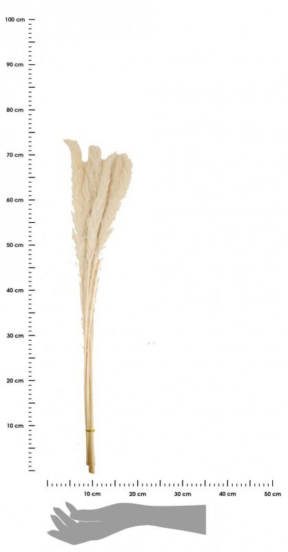Trawa pampasowa Jaxx bielona 75 cm 6 szt