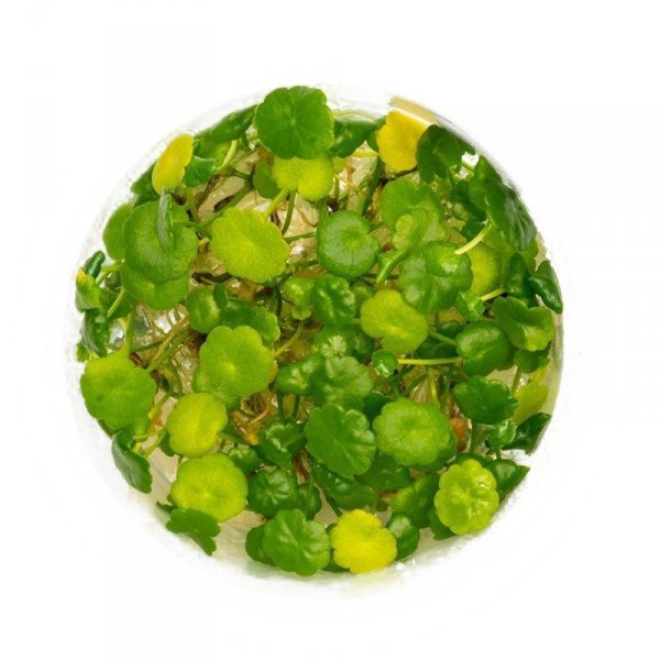 Eco Plant - Hydrocotyle Leucocephala - roślina invitro mały kubek