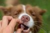 GELOREN Large Dog Suplement dla psa  - 420g