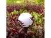 Lampa solarna GreenBlue GB121
