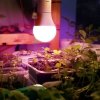 Żarówka do roślin LED PLANTY GS 11W E27 1200K Kobi Design