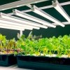 Lampa do roślin LED GROWLY 9W Kobi Design