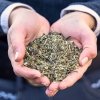 Nerves Herbs Stiefel uspok. mieszanka 6 ziół