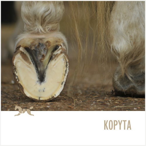 Kopyta