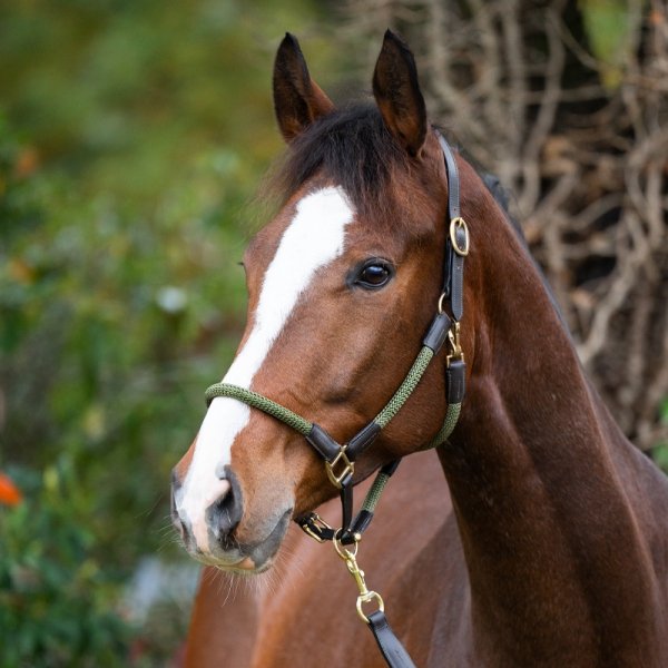 Kantar KAVALKADE ze skóry i sznurka "Cavo" - z uwiązem w komplecie - brązowy / khaki
