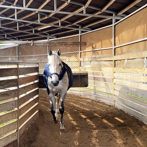 Derka Kavalkade Halifax 2w1 – stajenna i do karuzeli, oddychająca - 400g - granatowa