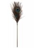 Peacock Tickler Rose Gold