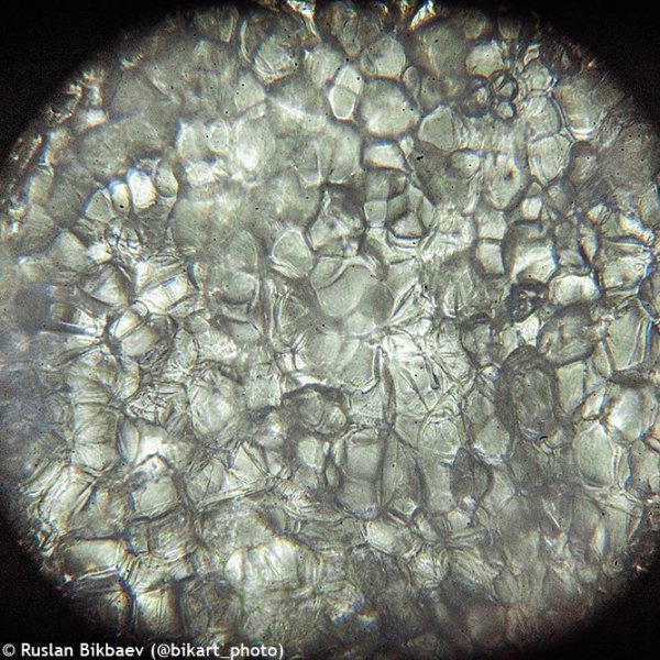 (PL) Mikroskop cyfrowy Levenhuk Rainbow D50L PLUS 2M, MoonstoneKamień księżycowy