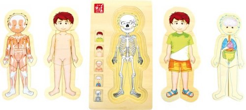 Puzzle edukacyjne anatomiczne budowa ciała chłopiec