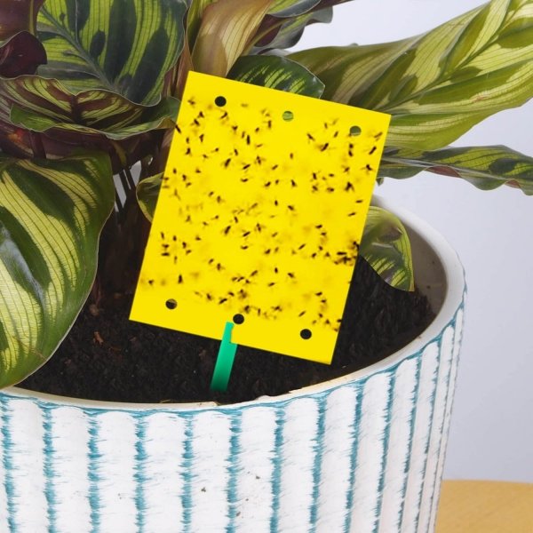 LEP DO DONICZEK SZKLARNI NA MSZYCE ZIEMIÓRKI MUSZKI MRÓWKI DO KWIATÓW 20X (tds0486)