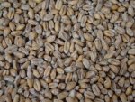 Słód pszeniczny Grodziski wędzony dębem 1 kg Weyermann