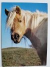 SHETLANDSKY PONY FOT. TYLINEK