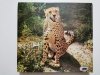 ZNAJOMI Z ZOO - A. Gucwiński