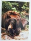BLACK BEAR (URSUS AMERICANUS) ODPOCZYWAJĄCY FOT. DANIEL J. COX