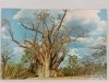 BIG TREE ZIMBABWE