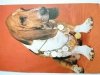BASSET HOUND FOT. T. BILIŃSKI