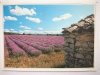 PAYSAGES DE PROVENCE. CHAMP DE LAVANDE