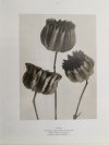 KARL BLOSSFELDT 25. TASCHEN