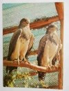 AGIUJA – GERANOAETUS MELANOLEUCUS FOT. CHMIELEWSKI