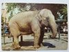 POZNAŃ. MIEJSKI OGRÓD ZOOLOGICZNY. SŁOŃ INDYJSKI. ELEPHAS MAXIMUS