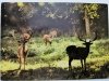 TIERPARK UECKERMUNDE. DAMHIRSCHE FOT. WOLFEL