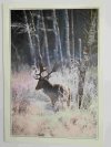 DANIEL – DAMHIRSCH – FALLOW DEER FOT. STACHURSKI
