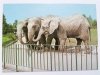 SŁOŃ INDYJSKI I AFRYKAŃSKI (ELEPHAS MAXIMUS LOXODONTA AFRICANA) FOT. RACZKOWSKA
