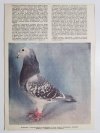 HODOWCA GOŁĘBI POCZTOWYCH NR 11  1985