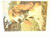 BASSET HOUND FOT. Z. WDOWIŃSKI