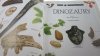 PATRZĘ PODZIWIAM POZNAJĘ DINOZAURY - Norman 1994